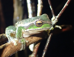 Ranoidea subglandulosa