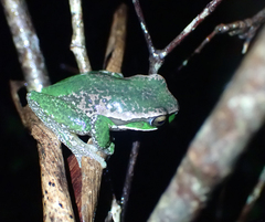 Ranoidea subglandulosa