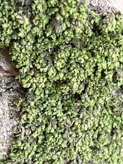 Porella platyphylla