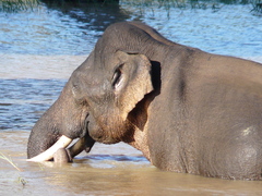 Elephas maximus maximus