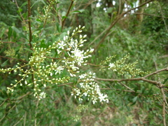 Bursaria spinosa spinosa