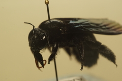 Xylocopa iridipennis