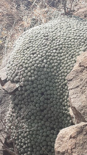 Euphorbia clavarioides image