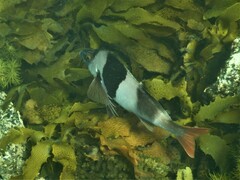 Pseudogoniistius nigripes