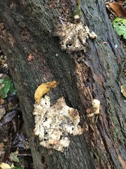 Laetiporus versisporus
