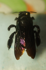 Xylocopa iridipennis