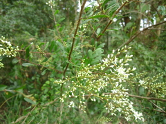 Bursaria spinosa spinosa