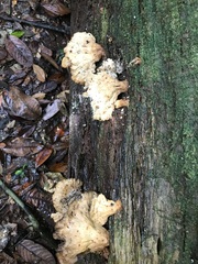 Laetiporus versisporus