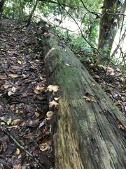 Laetiporus versisporus
