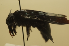 Xylocopa iridipennis