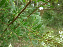 Bursaria spinosa spinosa