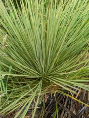 Aciphylla subflabellata