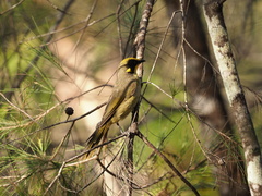 Lichenostomus melanops