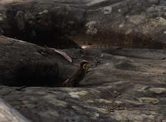 Lichenostomus melanops