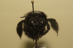 Xylocopa iridipennis