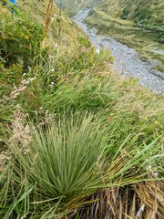 Aciphylla subflabellata