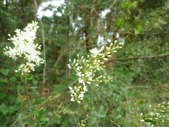 Bursaria spinosa spinosa