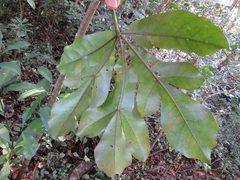 Cussonia