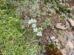 Euphrasia collina