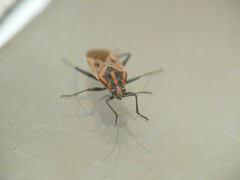 Spilostethus rivularis