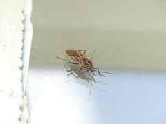 Spilostethus rivularis