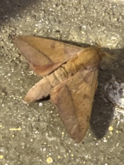 Adeloneivaia