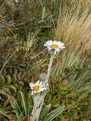 Celmisia spectabilis spectabilis