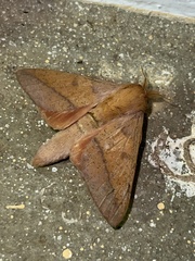 Adeloneivaia
