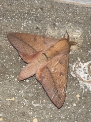 Adeloneivaia