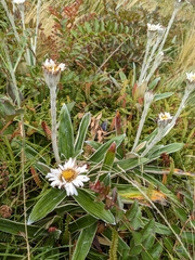 Celmisia spectabilis spectabilis