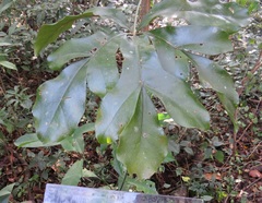 Cussonia