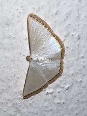 Leuciris fimbriaria