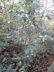 Cussonia