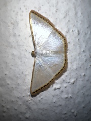 Leuciris fimbriaria