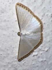 Leuciris fimbriaria