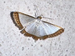 Leuciris fimbriaria