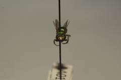Pithitis