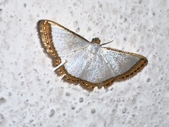 Leuciris fimbriaria