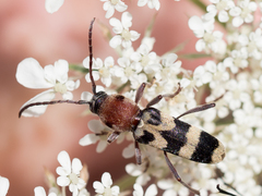 Chlorophorus trifasciatus