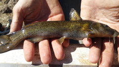 Austroglanis sclateri