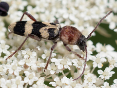 Chlorophorus trifasciatus