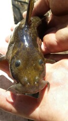 Austroglanis sclateri