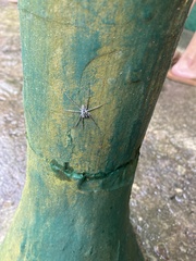 Araneae