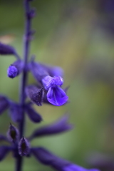 Salvia concolor