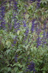 Salvia concolor