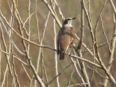 Turdus eunomus
