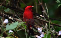 Carpodacus sipahi