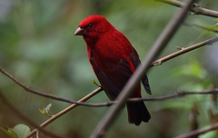 Carpodacus sipahi
