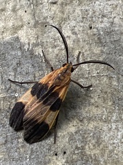 Dycladia