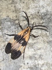 Dycladia